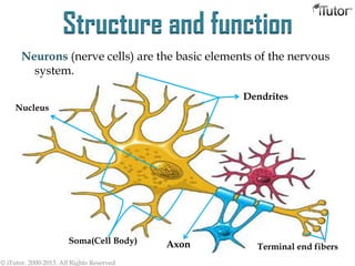 Structure and function
Neurons (nerve cells) are the basic elements of the nervous
system.
Soma(Cell Body)
Dendrites
Axon Terminal end fibers
Nucleus
© iTutor. 2000-2013. All Rights Reserved
 