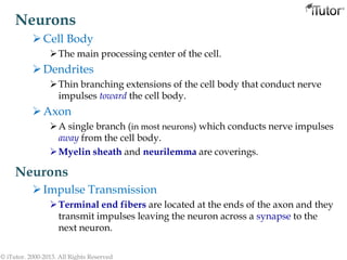 Neurons
Cell Body
The main processing center of the cell.
Dendrites
Thin branching extensions of the cell body that conduct nerve
impulses toward the cell body.
Axon
A single branch (in most neurons) which conducts nerve impulses
away from the cell body.
Myelin sheath and neurilemma are coverings.
© iTutor. 2000-2013. All Rights Reserved
Neurons
Impulse Transmission
Terminal end fibers are located at the ends of the axon and they
transmit impulses leaving the neuron across a synapse to the
next neuron.
 