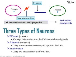 Neuron
A
Neuron
B

Neurotransmitter
Synapse
All neurons have two basic properties
Excitability
conductivity
© iTutor. 2000-2013. All Rights Reserved
Three Types of Neurons
Efferent (motor)
 Conveys information from the CNS to muscles and glands.
Afferent (sensory)
Carry information from sensory receptors to the CNS.
Interneuron
Carry and process sensory information.
 