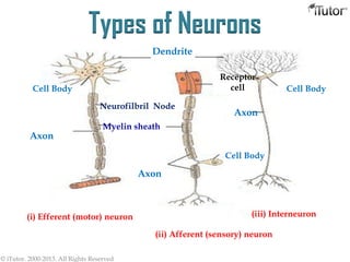 Types of Neurons
Dendrite
Axon
Axon
Axon
Cell Body
Cell Body
Cell Body
(i) Efferent (motor) neuron
(ii) Afferent (sensory) neuron
(iii) Interneuron
Neurofilbril Node
Receptor
cell
Myelin sheath
© iTutor. 2000-2013. All Rights Reserved
 