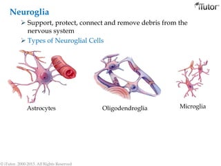 Neuroglia
 Support, protect, connect and remove debris from the
nervous system
 Types of Neuroglial Cells
Astrocytes Oligodendroglia Microglia
© iTutor. 2000-2013. All Rights Reserved
 