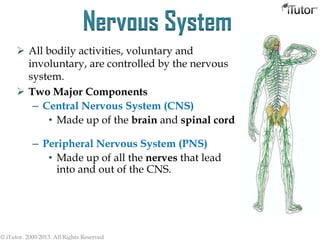 Nervous System
 All bodily activities, voluntary and
involuntary, are controlled by the nervous
system.
 Two Major Components
– Central Nervous System (CNS)
• Made up of the brain and spinal cord
– Peripheral Nervous System (PNS)
• Made up of all the nerves that lead
into and out of the CNS.
© iTutor. 2000-2013. All Rights Reserved
 