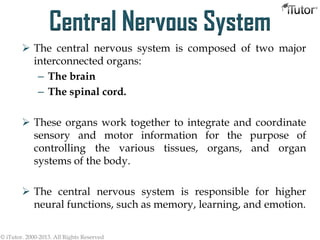 Central Nervous System
 The central nervous system is composed of two major
interconnected organs:
– The brain
– The spinal cord.
 These organs work together to integrate and coordinate
sensory and motor information for the purpose of
controlling the various tissues, organs, and organ
systems of the body.
 The central nervous system is responsible for higher
neural functions, such as memory, learning, and emotion.
© iTutor. 2000-2013. All Rights Reserved
 