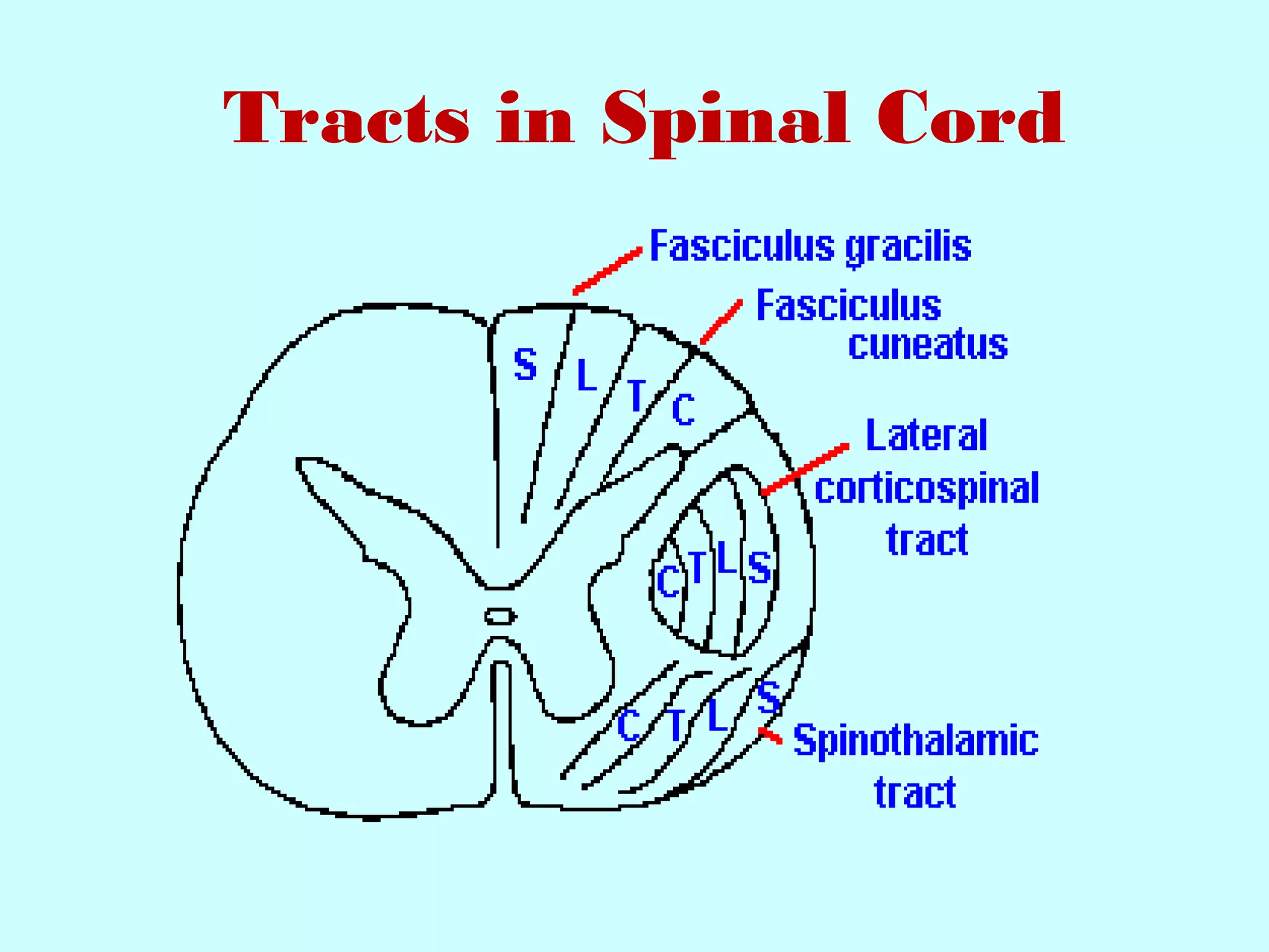 Tracts in Spinal Cord
 