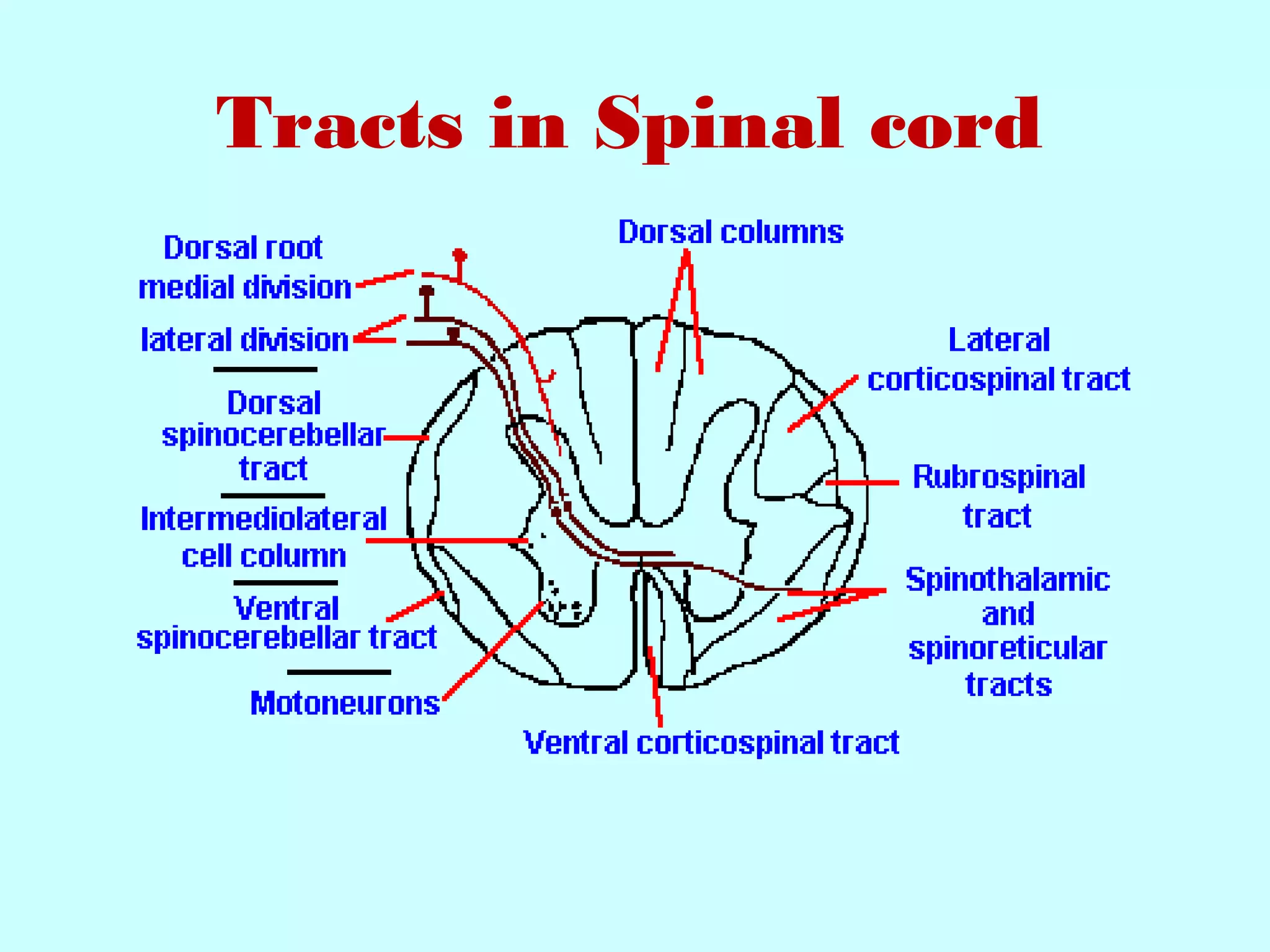 Tracts in Spinal cord
 