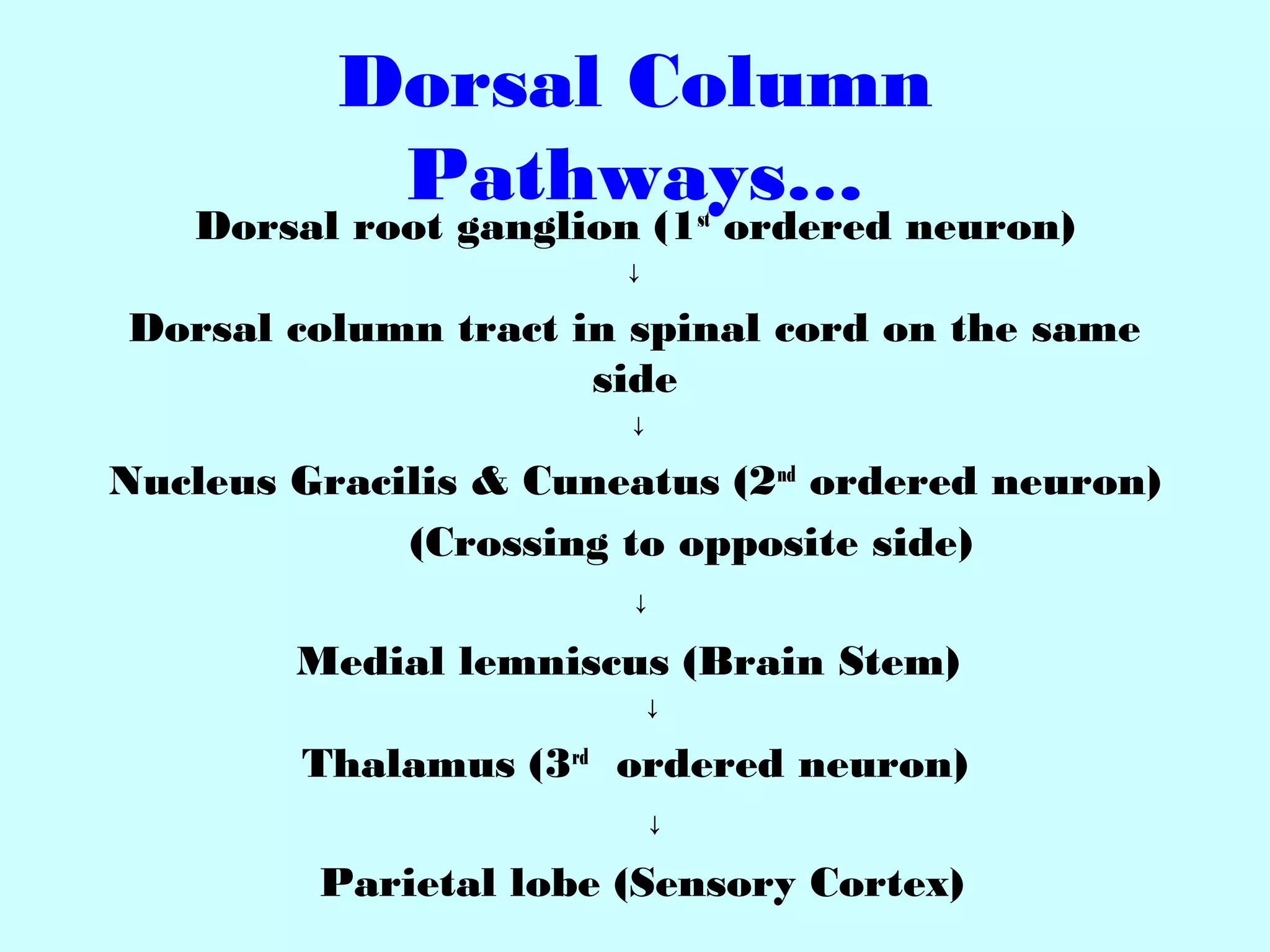 Dorsal Column
Pathways…
Dorsal root ganglion (1st
ordered neuron)
↓
Dorsal column tract in spinal cord on the same
side
↓
Nucleus Gracilis & Cuneatus (2nd
ordered neuron)
(Crossing to opposite side)
↓
Medial lemniscus (Brain Stem)
↓
Thalamus (3rd
ordered neuron)
↓
Parietal lobe (Sensory Cortex)
 