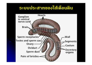 ระบบประสาทของไส้เดือนดิน

 