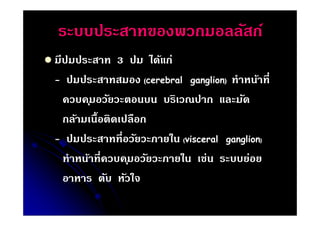 ระบบประสาทของพวกมอลลัสก์
 มีปมประสาท

3 ปม ได้แก่
- ปมประสาทสมอง (cerebral ganglion) ทําหน้าที
ควบค ุมอวัยวะตอนบน บริเวณปาก และมัด
กล้ามเนือติดเปลือก
- ปมประสาททีอวัยวะภายใน (visceral ganglion)
ทําหน้าทีควบค ุมอวัยวะภายใน เช่น ระบบย่อย
อาหาร ตับ หัวใจ

 