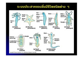 ระบบประสาทของสิงมีชีวิตชนิดต่าง ๆ

 