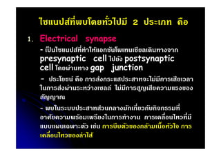 ไซแนปส์ทีพบโดยทัวไปมี 2 ประเภท คือ
1.

Electrical synapse
- เปนไซแนปส์ทีทําให้แอกชันโพเทนเชียลเดินทางจาก
็
presynaptic cell ไปยัง postsynaptic
cell โดยผ่านทาง gap junction
- ประโยชน์ คือ การส่งกระแสประสาทจะไม่มีการเสียเวลา
ในการส่งผ่านระหว่างเซลล์ ไม่มีการสูญเสียความแรงของ
สัญญาณ
- พบในระบบประสาทส่วนกลางมักเกียวกับกิจกรรมที
อาศัยความพร้อมเพรียงในการทํางาน การเคลือนไหวทีมี
แบบแผนเฉพาะตัว เช่น การบีบตัวของกล้ามเนือหัวใจ การ
เคลือนไหวของลําไส้

 