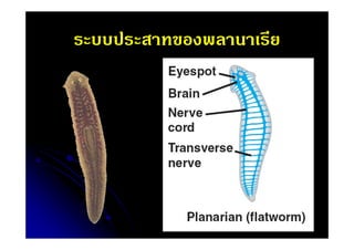 ระบบประสาทของพลานาเรีย

 