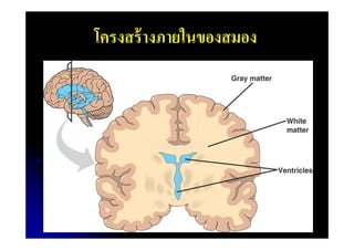 โครงสร้ างภายในของสมอง

 