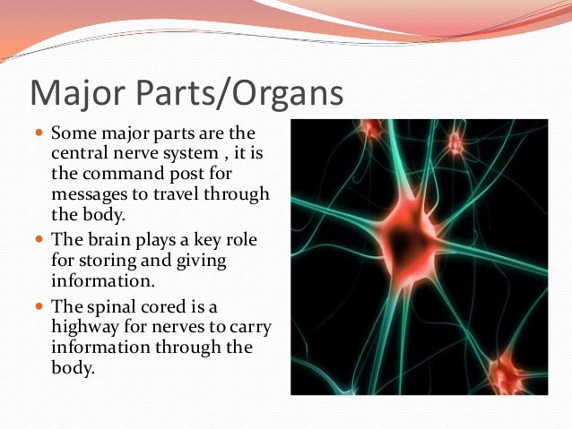 Nervous system SSAS