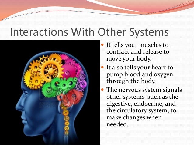 nervous system ssas how the nervous system works with the muscular system