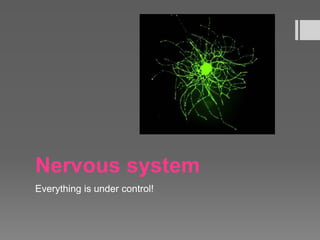 Nervous system
Everything is under control!
 