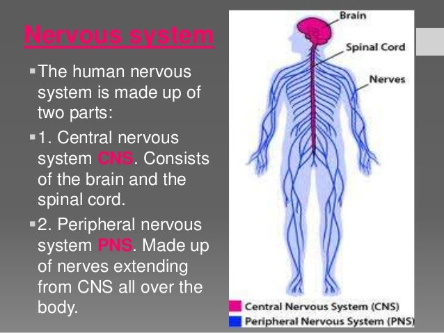 human nervous system essay Need writing essay about the human nervous system buy your excellent essay and have a+ grades or get access to database of 20 the human nervous system. human nervous system essay Need writing essay about the human nervous system buy your excellent essay and have a+ grades or get access to database of 20 the human nervous system.