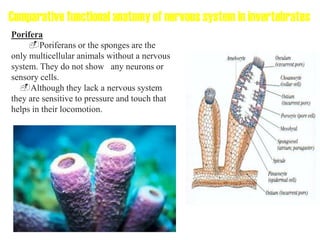 Comparative functional anatomy of nervous system in invertebrates
Porifera
-Poriferans or the sponges are the
only multicellular animals without a nervous
system. They do not show any neurons or
sensory cells.
-Although they lack a nervous system
they are sensitive to pressure and touch that
helps in their locomotion.
 