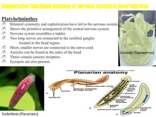 Nervous system | PDF