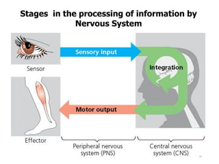 Nervous system | PDF