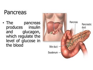 Pancreas
• The pancreas
produces insulin
and glucagon,
which regulate the
level of glucose in
the blood
 