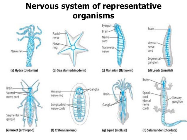 Nervous system