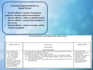 Functional types of neurons in
Spinal Nerves
• Somatic afferent - sensory from general
cutaneous receptors and proprioreceptors
• Somatic efferent - motor to skeletal muscles
• Visceral afferent - sensory from receptors in
the viscera
• Visceral efferent - motor to smooth, cardiac
muscles and glands
 