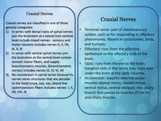 Cranial Nerves
Cranial nerves are classified in one of three
general categories:
1) In series with dorsal roots of spinal nerves
join the brainstem at a lateral (not ventral)
level include mixed nerves - sensory and
motor neurons includes nerves 0, V, VII,
IX, X, XI
2) In series with ventral spinal nerves join
the brainstem at the ventral level contain
somatic motor fibers, and supply
branchiometric muscles, (branchiometric
nerves) includes nerves III, IV, VI, XII
3) No counterpart in spinal series because its
nerves serve structures that are peculiar
to the head (nose, eye, ear, lateral line
system)sensory fibers includes nerves I, II,
VII, VIII, IX
Cranial Nerves
• Terminal nerve: part of chemosensory
system, such as for responding to olfactory
pheromones. Absent in cyclostomes, birds,
and humans.
• Olfactory: runs from the olfactory
epithelium to the olfactory bulb of the
brain.
• Optic: runs from the eye to the brain.
Ganglion cells in the retina may cross over
under the brain at the optic chiasma.
• Oculomotor: supplies external ocular
muscles (dorsal rectus, medial rectus,
ventral rectus, ventral oblique). Has ciliary
branch that passes to muscles of the iris
and ciliary muscles.
 