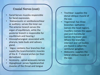 Cranial Nerves (cont)
• Facial:Serves muscles responsible
for facial expression.
• Statoacoustic or vestibulocochlear
or auditory: serves the inner ear.
The anterior branch serves the
organ of equilibrium, while the
posterior branch is responsible for
equilibrium and hearing.I
• Glossopharyngeal: associated with
pharynx, taste buds and salivary
gland.
• Vagus: contains four branches that
supply the branchiometric muscles
of the 4 - 7 visceral arches (or their
derivatives)
• Accessory - spinal accessory nerves
• Hypoglossal: serves hypobranchial
muscles of the throat and tongue
• Trochlear: supplies the
dorsal oblique muscle of
the eye.
• Trigeminal: has three
branches: opthalmic
(serves the head region),
maxillary (serves the upper
jaw) and mandibular
(serves the lower jaw).
Where the branches
intersect and cell bodies
are found is called the
semilunar ganglion.
• Abducens: supplies the
lateral oblique muscle of
the eye.
 