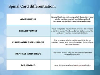 Spinal Cord differentiation:
 