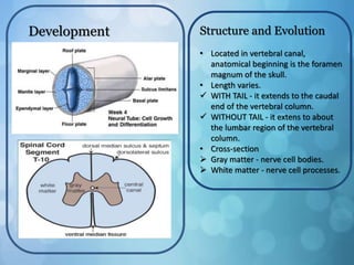Development Structure and Evolution
• Located in vertebral canal,
anatomical beginning is the foramen
magnum of the skull.
• Length varies.
 WITH TAIL - it extends to the caudal
end of the vertebral column.
 WITHOUT TAIL - it extens to about
the lumbar region of the vertebral
column.
• Cross-section
 Gray matter - nerve cell bodies.
 White matter - nerve cell processes.
 