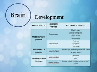 Brain Development
 