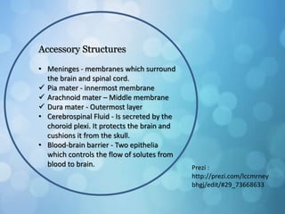 Accessory Structures
• Meninges - membranes which surround
the brain and spinal cord.
 Pia mater - innermost membrane
 Arachnoid mater – Middle membrane
 Dura mater - Outermost layer
• Cerebrospinal Fluid - Is secreted by the
choroid plexi. It protects the brain and
cushions it from the skull.
• Blood-brain barrier - Two epithelia
which controls the flow of solutes from
blood to brain. Prezi :
http://prezi.com/lccmrney
bhgj/edit/#29_73668633
 