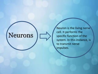 Neurons
Neuron is the living nerve
cell. It performs the
specific function of the
system. In this instance, is
to transmit nerve
impulses.
 