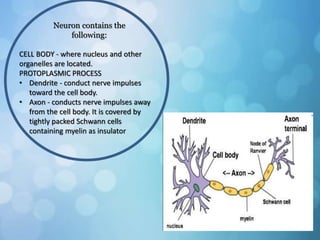 Neuron contains the
following:
CELL BODY - where nucleus and other
organelles are located.
PROTOPLASMIC PROCESS
• Dendrite - conduct nerve impulses
toward the cell body.
• Axon - conducts nerve impulses away
from the cell body. It is covered by
tightly packed Schwann cells
containing myelin as insulator
 