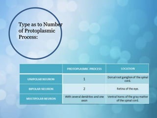 Type as to Number
of Protoplasmic
Process:
 