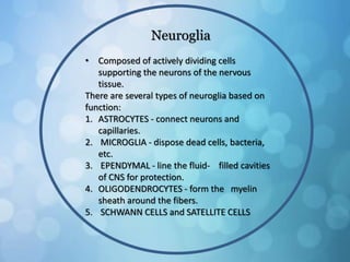 Neuroglia
• Composed of actively dividing cells
supporting the neurons of the nervous
tissue.
There are several types of neuroglia based on
function:
1. ASTROCYTES - connect neurons and
capillaries.
2. MICROGLIA - dispose dead cells, bacteria,
etc.
3. EPENDYMAL - line the fluid- filled cavities
of CNS for protection.
4. OLIGODENDROCYTES - form the myelin
sheath around the fibers.
5. SCHWANN CELLS and SATELLITE CELLS
 