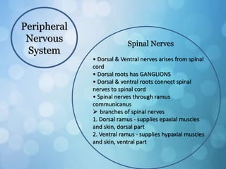 Peripheral
Nervous
System
Spinal Nerves
• Dorsal & Ventral nerves arises from spinal
cord
• Dorsal roots has GANGLIONS
• Dorsal & ventral roots connect spinal
nerves to spinal cord
• Spinal nerves through ramus
communicanus
 branches of spinal nerves
1. Dorsal ramus - supplies epaxial muscles
and skin, dorsal part
2. Ventral ramus - supplies hypaxial muscles
and skin, ventral part
 