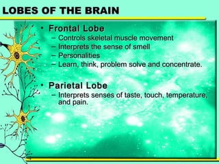 LLOOBBEESS OOFF TTHHEE BBRRAAIINN 
• FFrroonnttaall LLoobbee 
– CCoonnttrroollss sskkeelleettaall mmuussccllee mmoovveemmeenntt 
– IInntteerrpprreettss tthhee sseennssee ooff ssmmeellll 
– PPeerrssoonnaalliittiieess 
– LLeeaarrnn,, tthhiinnkk,, pprroobblleemm ssoollvvee aanndd ccoonncceennttrraattee.. 
• PPaarriieettaall LLoobbee 
– IInntteerrpprreettss sseennsseess ooff ttaassttee,, ttoouucchh,, tteemmppeerraattuurree,, 
aanndd ppaaiinn.. 
 