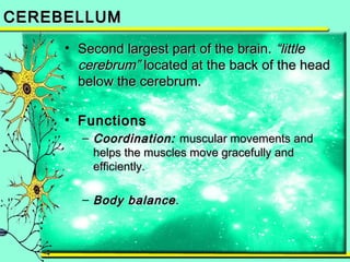 CCEERREEBBEELLLLUUMM 
• SSeeccoonndd llaarrggeesstt ppaarrtt ooff tthhee bbrraaiinn.. ““lliittttllee 
cceerreebbrruumm”” llooccaatteedd aatt tthhee bbaacckk ooff tthhee hheeaadd 
bbeellooww tthhee cceerreebbrruumm.. 
• FFuunnccttiioonnss 
– CCoooorrddiinnaattiioonn:: mmuussccuullaarr mmoovveemmeennttss aanndd 
hheellppss tthhee mmuusscclleess mmoovvee ggrraacceeffuullllyy aanndd 
eeffffiicciieennttllyy.. 
– BBooddyy bbaallaannccee.. 
 