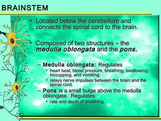 BBRRAAIINNSSTTEEMM 
• LLooccaatteedd bbeellooww tthhee cceerreebbeelllluumm aanndd 
ccoonnnneeccttss tthhee ssppiinnaall ccoorrdd ttoo tthhee bbrraaiinn.. 
• CCoommppoosseedd ooff ttwwoo ssttrruuccttuurreess –– tthhee 
mmeedduullllaa oobblloonnggaattaa aanndd tthhee ppoonnss.. 
– MMeedduullllaa oobblloonnggaattaa:: RReegguullaatteess 
• hheeaarrtt bbeeaatt,, bblloooodd pprreessssuurree,, bbrreeaatthhiinngg,, sswwaalllloowwiinngg,, 
hhiiccccuuppppiinngg,, aanndd vvoommiittiinngg.. 
• rreellaayyss nneerrvvee iimmppuullsseess bbeettwweeeenn tthhee bbrraaiinn aanndd tthhee 
ssppiinnaall ccoorrdd.. 
– PPoonnss iiss aa ssmmaallll bbuullggee aabboovvee tthhee mmeedduullllaa 
oobblloonnggaattaa.. RReegguullaatteess:: 
• rraattee aanndd ddeepptthh ooff bbrreeaatthhiinngg.. 
 