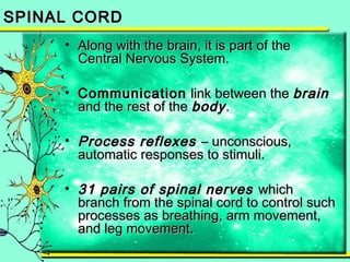 SSPPIINNAALL CCOORRDD 
• AAlloonngg wwiitthh tthhee bbrraaiinn,, iitt iiss ppaarrtt ooff tthhee 
CCeennttrraall NNeerrvvoouuss SSyysstteemm.. 
• CCoommmmuunniiccaattiioonn lliinnkk bbeettwweeeenn tthhee bbrraaiinn 
aanndd tthhee rreesstt ooff tthhee bbooddyy.. 
• PPrroocceessss rreefflleexxeess –– uunnccoonnsscciioouuss,, 
aauuttoommaattiicc rreessppoonnsseess ttoo ssttiimmuullii.. 
• 3311 ppaaiirrss ooff ssppiinnaall nneerrvveess wwhhiicchh 
bbrraanncchh ffrroomm tthhee ssppiinnaall ccoorrdd ttoo ccoonnttrrooll ssuucchh 
pprroocceesssseess aass bbrreeaatthhiinngg,, aarrmm mmoovveemmeenntt,, 
aanndd lleegg mmoovveemmeenntt.. 
 