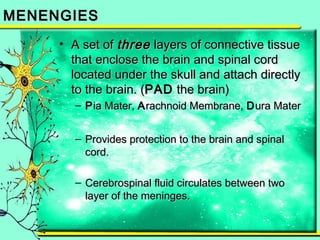 MMEENNEENNGGIIEESS 
• AA sseett ooff tthhrreeee llaayyeerrss ooff ccoonnnneeccttiivvee ttiissssuuee 
tthhaatt eenncclloossee tthhee bbrraaiinn aanndd ssppiinnaall ccoorrdd 
llooccaatteedd uunnddeerr tthhee sskkuullll aanndd aattttaacchh ddiirreeccttllyy 
ttoo tthhee bbrraaiinn.. ((PPAADD tthhee bbrraaiinn)) 
– PPiiaa MMaatteerr,, AArraacchhnnooiidd MMeemmbbrraannee,, DDuurraa MMaatteerr 
– PPrroovviiddeess pprrootteeccttiioonn ttoo tthhee bbrraaiinn aanndd ssppiinnaall 
ccoorrdd.. 
– CCeerreebbrroossppiinnaall fflluuiidd cciirrccuullaatteess bbeettwweeeenn ttwwoo 
llaayyeerr ooff tthhee mmeenniinnggeess.. 
 