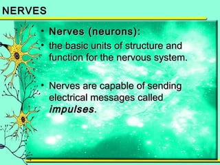 NNEERRVVEESS 
• NNeerrvveess ((nneeuurroonnss)):: 
• tthhee bbaassiicc uunniittss ooff ssttrruuccttuurree aanndd 
ffuunnccttiioonn ffoorr tthhee nneerrvvoouuss ssyysstteemm.. 
• NNeerrvveess aarree ccaappaabbllee ooff sseennddiinngg 
eelleeccttrriiccaall mmeessssaaggeess ccaalllleedd 
iimmppuullsseess .. 
 