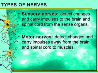 TTYYPPEESS OOFF NNEERRVVEESS 
• SSeennssoorryy nneerrvveess:: ddeetteecctt cchhaannggeess 
aanndd ccaarrrryy iimmppuullsseess ttoo tthhee bbrraaiinn aanndd 
ssppiinnaall ccoorrdd ffrroomm tthhee sseennssee oorrggaannss.. 
• MMoottoorr nneerrvveess:: ddeetteecctt cchhaannggeess aanndd 
ccaarrrryy iimmppuullsseess aawwaayy ffrroomm tthhee bbrraaiinn 
aanndd ssppiinnaall ccoorrdd ttoo mmuusscclleess.. 
 