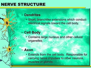 NNEERRVVEE SSTTRRUUCCTTUURREE 
– DDeennddrriitteess 
• SShhoorrtt,, bbrraanncchhlliikkee eexxtteennssiioonnss wwhhiicchh ccoonndduucctt 
eelleeccttrriiccaall ssiiggnnaallss ttoowwaarrdd tthhee cceellll bbooddyy.. 
– CCeellll BBooddyy 
• CCoonnttaaiinnss llaarrggee nnuucclleeuuss aanndd ootthheerr cceelllluullaarr 
oorrggaanneelllleess.. 
– AAxxoonn 
• EExxtteennddss ffrroomm tthhee cceellll bbooddyy.. RReessppoonnssiibbllee ffoorr 
ccaarrrryyiinngg nneerrvvee iimmppuullsseess ttoo ootthheerr nneeuurroonnss,, 
mmuusscclleess oorr ggllaannddss.. 
 