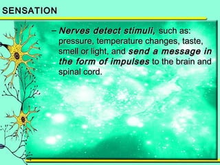 SSEENNSSAATTIIOONN 
–NNeerrvveess ddeetteecctt ssttiimmuullii,, ssuucchh aass:: 
pprreessssuurree,, tteemmppeerraattuurree cchhaannggeess,, ttaassttee,, 
ssmmeellll oorr lliigghhtt,, aanndd sseenndd aa mmeessssaaggee iinn 
tthhee ffoorrmm ooff iimmppuullsseess ttoo tthhee bbrraaiinn aanndd 
ssppiinnaall ccoorrdd.. 
 