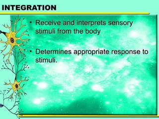 IINNTTEEGGRRAATTIIOONN 
• RReecceeiivvee aanndd iinntteerrpprreettss sseennssoorryy 
ssttiimmuullii ffrroomm tthhee bbooddyy 
• DDeetteerrmmiinneess aapppprroopprriiaattee rreessppoonnssee ttoo 
ssttiimmuullii.. 
 