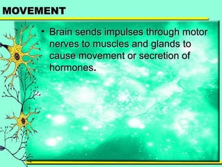 MMOOVVEEMMEENNTT 
• BBrraaiinn sseennddss iimmppuullsseess tthhrroouugghh mmoottoorr 
nneerrvveess ttoo mmuusscclleess aanndd ggllaannddss ttoo 
ccaauussee mmoovveemmeenntt oorr sseeccrreettiioonn ooff 
hhoorrmmoonneess.. 
 