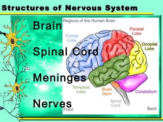 Structures ooff NNeerrvvoouuss SSyysstteemm 
Brain 
Spinal Cord 
Meninges 
Nerves 
 