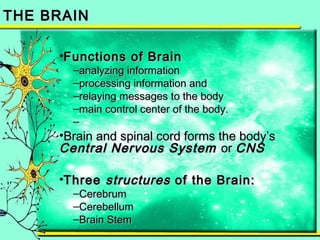 TTHHEE BBRRAAIINN 
•FFuunnccttiioonnss ooff BBrraaiinn 
–aannaallyyzziinngg iinnffoorrmmaattiioonn 
–pprroocceessssiinngg iinnffoorrmmaattiioonn aanndd 
–rreellaayyiinngg mmeessssaaggeess ttoo tthhee bbooddyy 
–mmaaiinn ccoonnttrrooll cceenntteerr ooff tthhee bbooddyy.. 
– 
•BBrraaiinn aanndd ssppiinnaall ccoorrdd ffoorrmmss tthhee bbooddyy’’ss 
CCeennttrraall NNeerrvvoouuss SSyysstteemm oorr CCNNSS 
•TThhrreeee ssttrruuccttuurreess ooff tthhee BBrraaiinn:: 
–CCeerreebbrruumm 
–CCeerreebbeelllluumm 
–BBrraaiinn SStteemm 
 